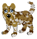 cookie