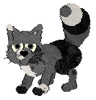 graycie